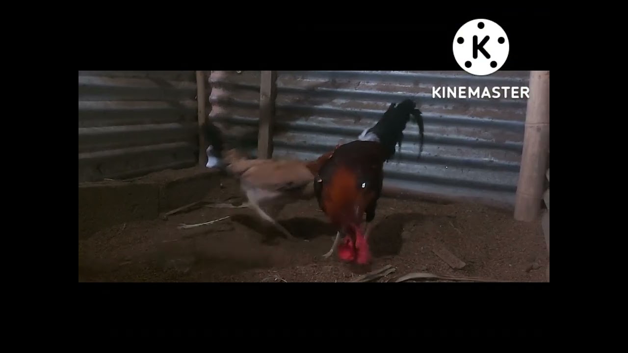 DUKE HULSEY LEMON LINEBREEDING