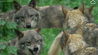 CORDILLERA CANTÁBRICA. EL LOBO: los lobos de Belmonte.