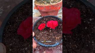reproducir rosas #plantas