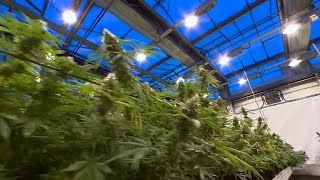 First FDA Approved Cannabis-Based Drug Available In The US