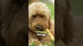 The Amazing s Labradoodle Became the Family MVP! 🏆👨👩👧👦 #FamilyDog #CuddleBuddy