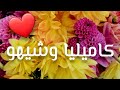 أغنية إسم كاميليا وشيهو كاميليا شيهو اغاني 