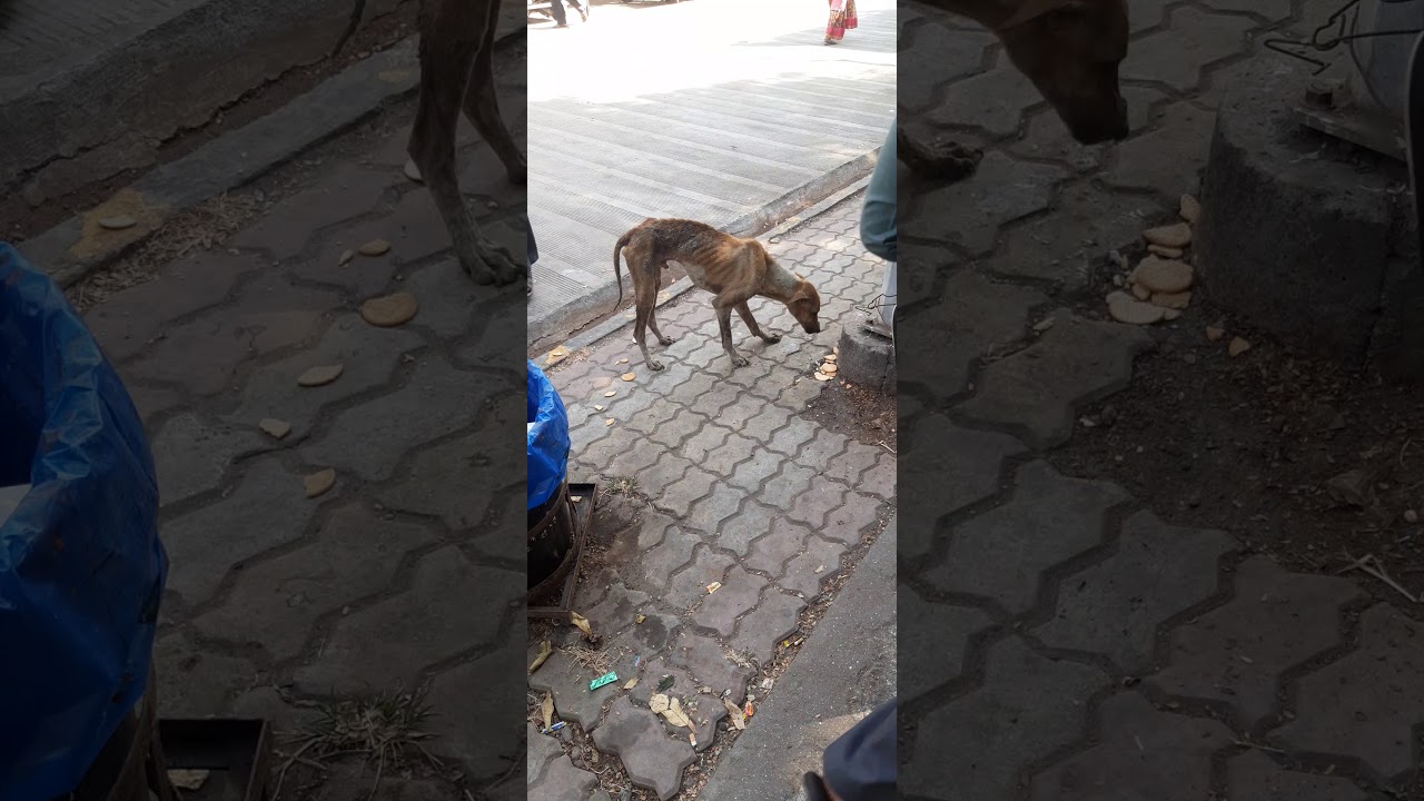 FEEDING BISCUITS TO WEAK DOG AT NEW CIVIL HOSPITAL SURAT. - YouTube