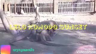 Download Lagu Lelo komodo sunset MP3 Download Lagu Lelo komodo sunset MP3