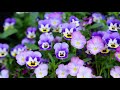 【島谷ひとみ】おばちゃんが歌う Viola<歌詞付き>