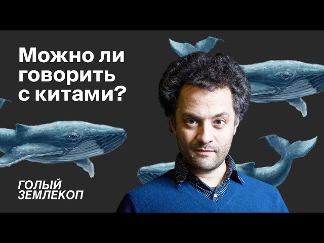 Как понять кита. Выпуск о горбачах, кашалотах и космосе | Илья Колмановский, «Голый землекоп»