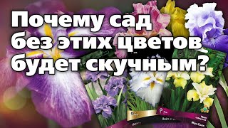 Топ Ирисов, Которые Сделают Цветник На Зависть Всем Соседям