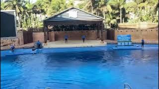 Dolphin Show, Usaka Marine World..South Africa