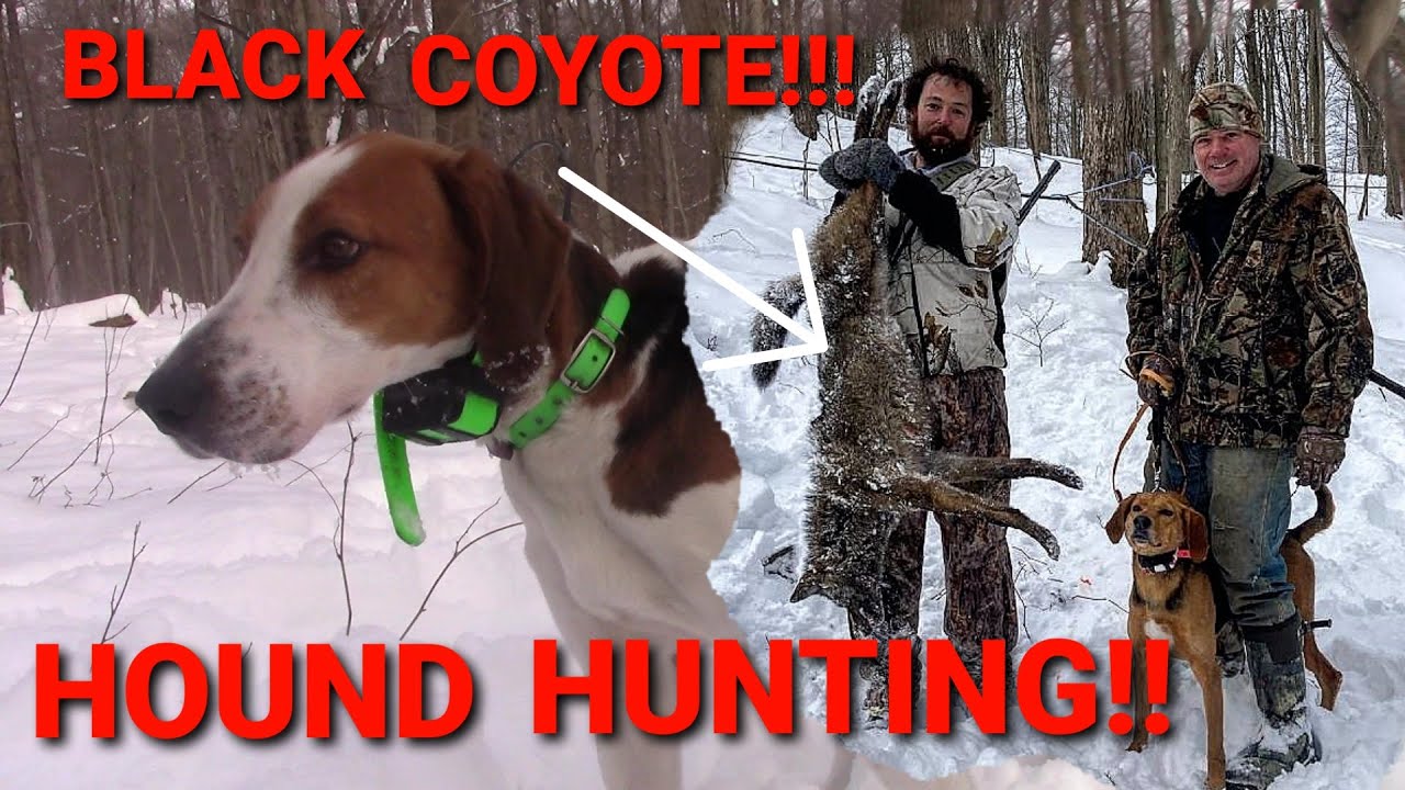 BLACK COYOTE!!! COYOTE HUNTING WITH HOUNDS!!! YouTube