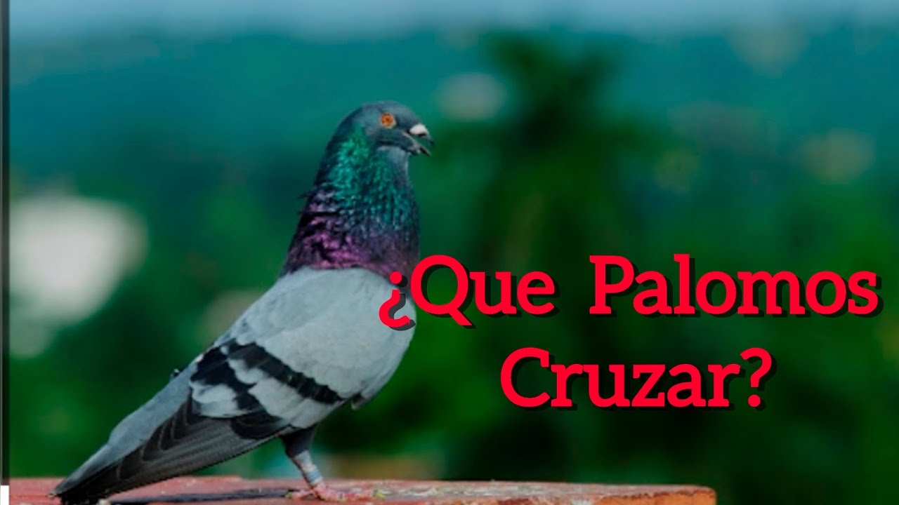 ¿Que Palomos cruzar en mi Palomar ?