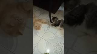 Cat Retta حبيبتي بتلعب ❤️ funnyvideo cute cutecat shorts