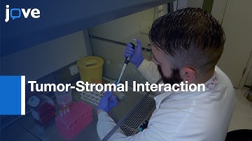 3D spheroid Model to investigate Tumor-Stromal Interaction | Protocol Preview