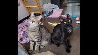 Roo & Spruce - Adoptable Cats at Brown County Humane Society