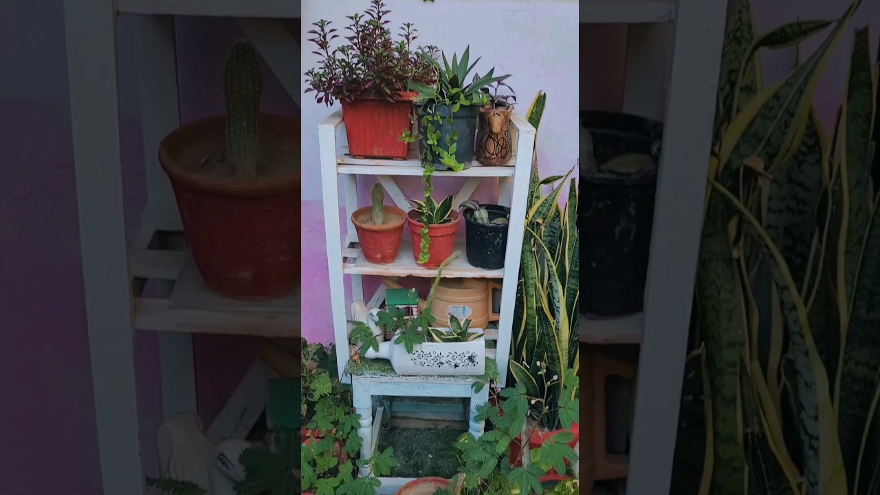 My garden after monsoon 