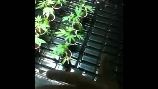 Race to 420 The upgrade/ new grow