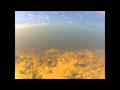 Underwater Salmon Footage