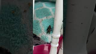 2 Bee’s doing the nasty on my house!!!