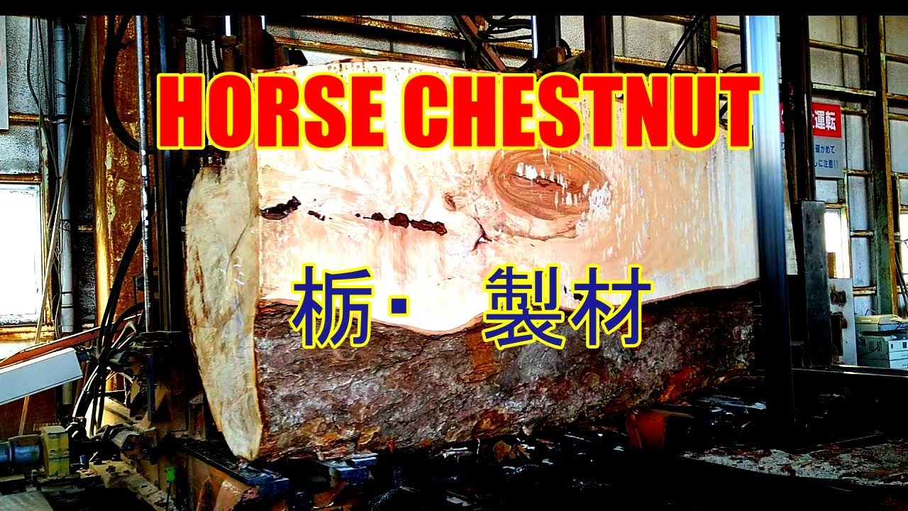 栃の原木製材動画です。ﾄﾁﾉｷ・horse chestnut sawing!! - YouTube