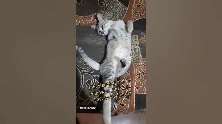 Video 8021891: kitten funny sleeping cute, kitten cute funny animals