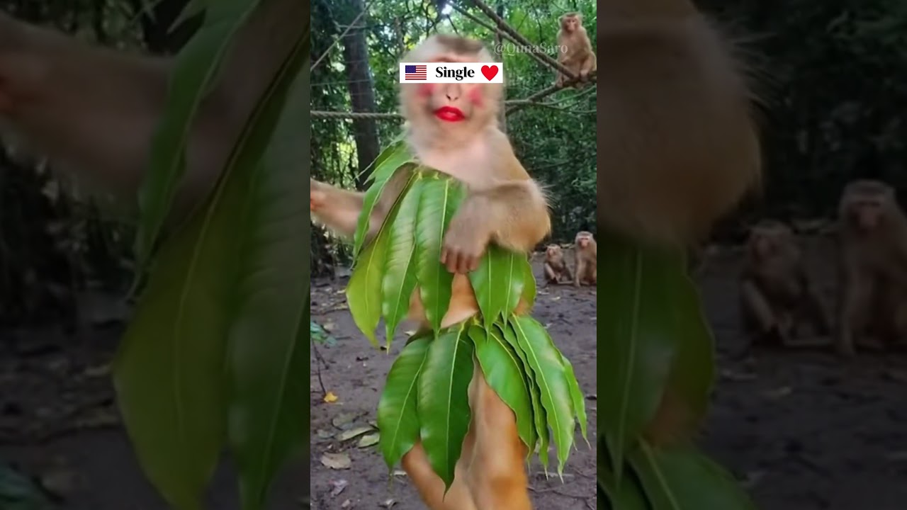 Funniest Monkey Moment Ever! 🇺🇸🇬🇧 
