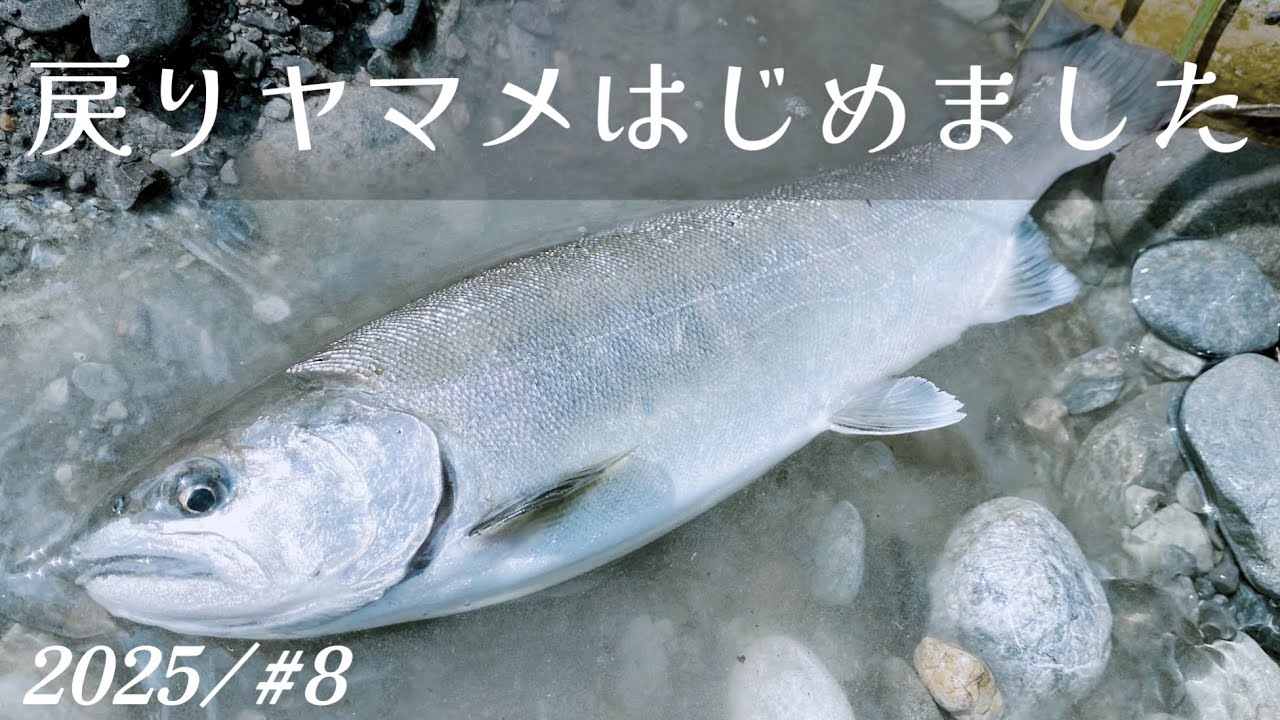 2025/#8 戻りヤマメ始めました　荒川本流山女魚釣り