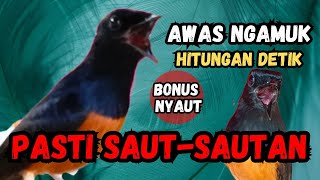 GACOR PARAH PAGI SORE ! ! Pancingan Murai Batu Agar Bunyi GACOR AMPUH JADIKAN MURAI BATU BUNYI GACOR