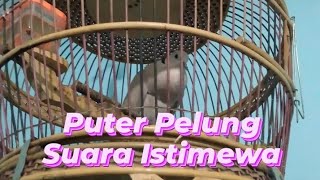 Suara Puter Pelung Istimewa