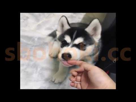 Sbohoki Aksi Anak Anjing Husky Lucu 03 Youtube