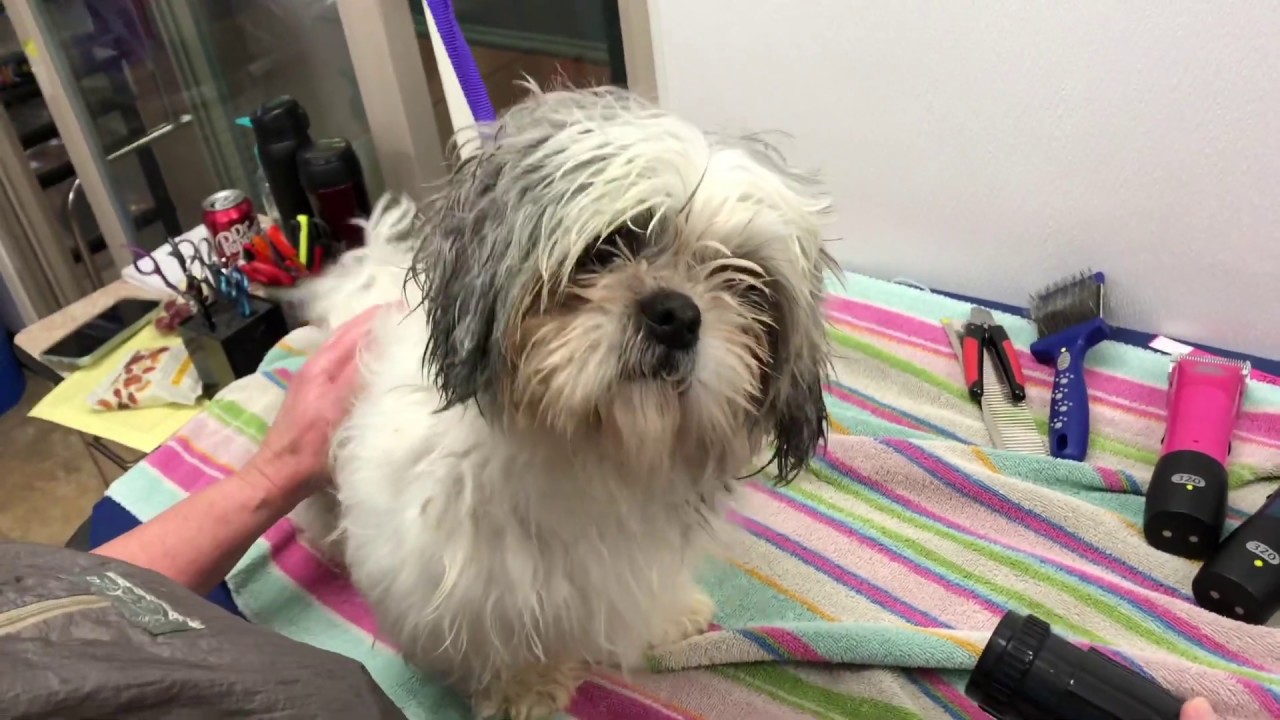 Puppy Mill Rescue Dogs Get Makeovers Perhaps First Baths Ever