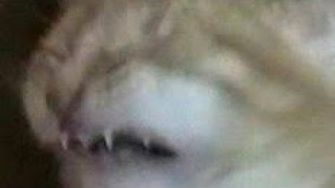 Stuntman 2 | •Sn joint entry•