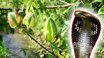 Khắc tinh của các loài Rắn Độc ⊙ Bí ẩn miền sơn cước P3 | Thaoduoc.net