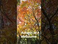 autumn in Melbourne, my perfect backyard view #melbourne #autumn #mapleleaves