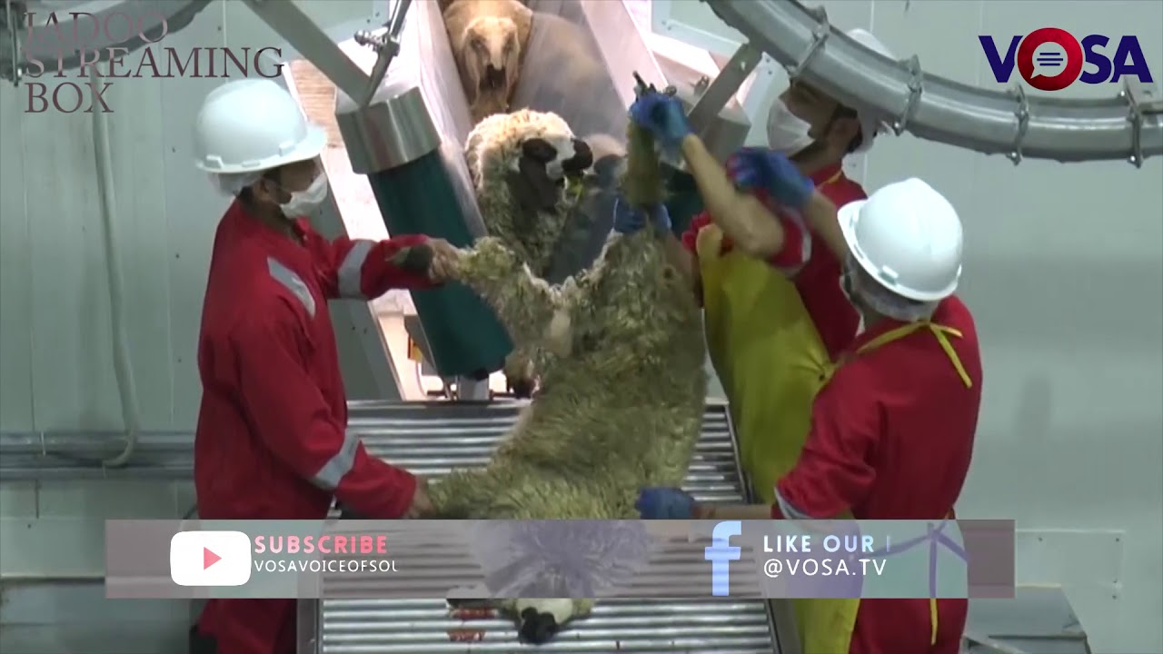 Slaughter Houses In Pakistan YouTube