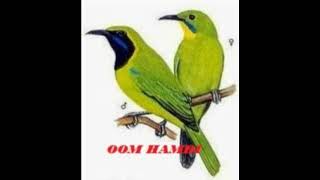 SUARA PIKAT CUCAK IJO 100% PASTI NYAMBAR