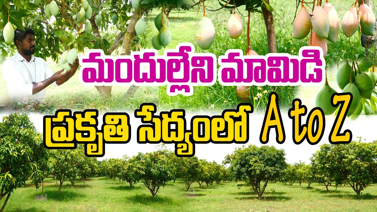 ప్రకృతి తోతాపురి మామిడి - రూ. 50 వేలకు పైనే ఆదాయం | Mango Farming | Kumar Reddy