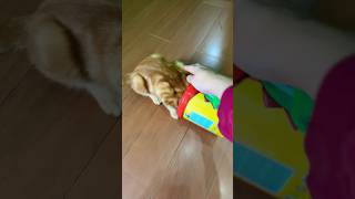 Marah marah ke sapi dan kucing 🤣 #cat #funny #trending #kucinglucu #sapilucu