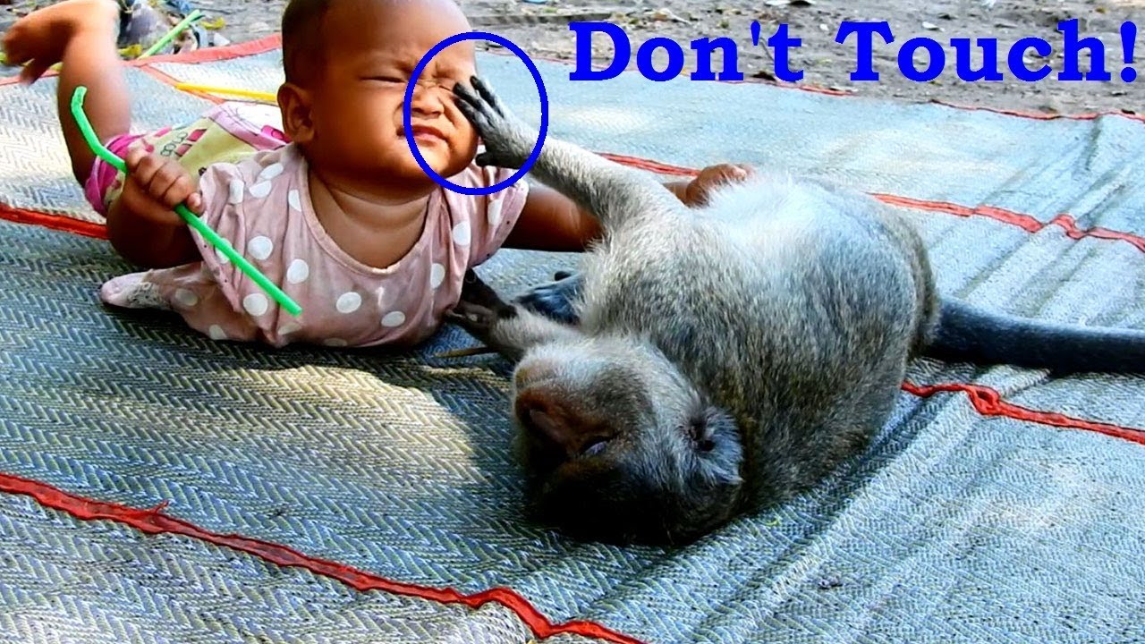 human resources jobs Monkey Sok Taking good care of Human Baby/Her life Is Human family