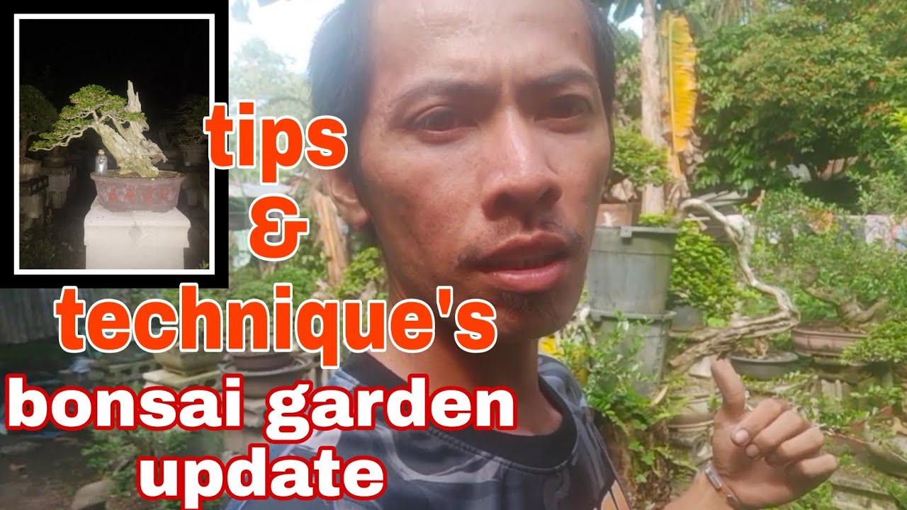 Bonsai garden tour and tips YouTube