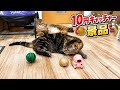 猫に10円キャッチャーの景品で強制的に遊ばせてみた結果