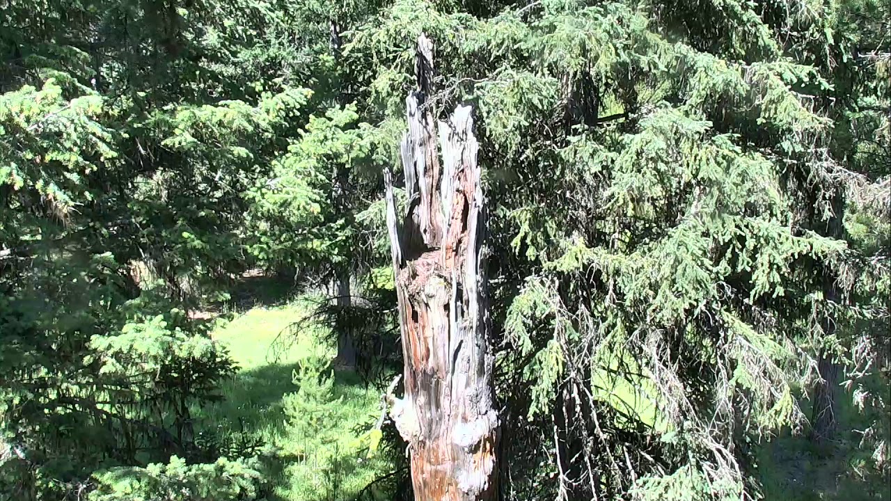 video phone beyonce mp3 Great Gray Owl Nest Cam 07-06-2018 10:04:36 - 11:04:37