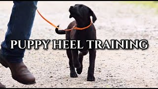 Training a Puppy to Heel