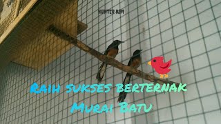 Ukuran Kandang Ternak Burung Murai Batu