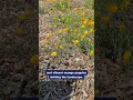 Vista Center O&M Walk - Exploring Scotts Valley's Skypark Together#Independence #Accessibility