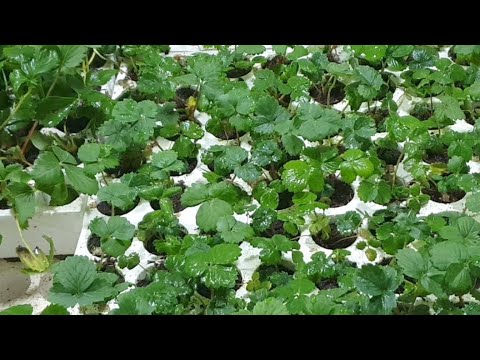 Video Live 2000 Cây Phục Vụ Bà Con Trồng Dâu Tây Lh... - youtube