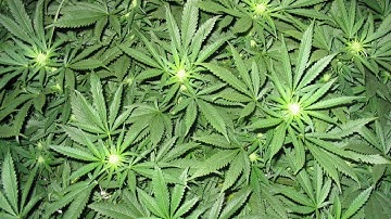 Farcry 3 | Weed Farm (Map Editor)