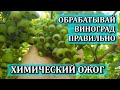 ОБРАБОТКА ВИНОГРАДА ПРАВИЛЬНО.ХИМИЧЕСКИЙ ОЖОГ. ПРИЧИНЫ. РЕШЕНИЯ