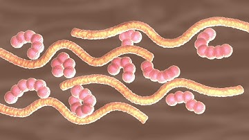 A Tasting of Culinary Science—Gluten