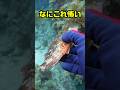 痙攣する尾のない魚…一体なにが?