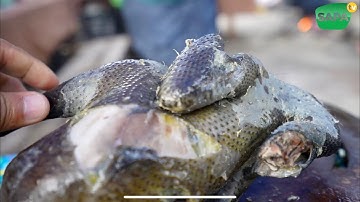 SAPA TV  | CHỐNG VẬT NGUYÊN CON GÀ ĐEN TẠI CHỢ PHIÊN