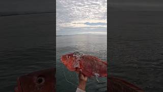 Los Tiburones están Con Mucha hambre 🥶🦈🎣